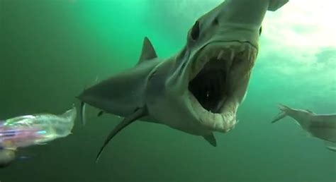 Watch This Mako Shark Try To Eat A Gopro Camera The Phoblographer