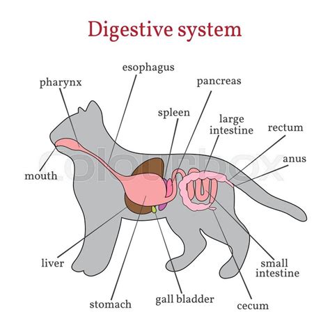Facsimile reproduction of a copy held by the amnh library. Animal organ system. Digestive system of the domestic cat.Vector Illustration. | Stock Vector ...