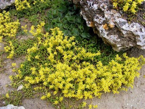 Free Images Tree Rock Leaf Flower Stone Moss Herb Evergreen