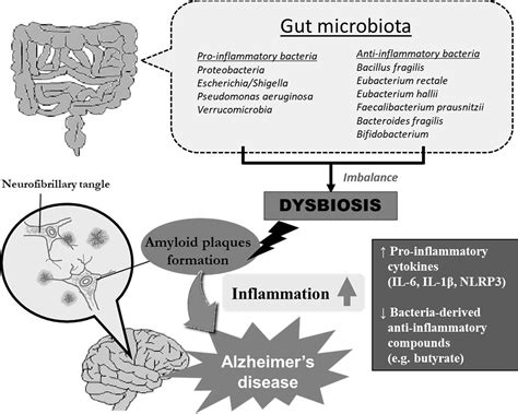 Iddf2018 Abs 0239 Dissecting The Gut And Brain Potential Links Between