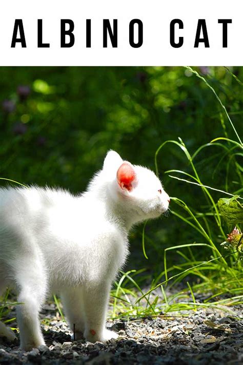 albino cat  surprising reason  albino cats arent white cats