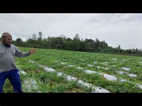 100 gram nasi putih dianalisis mengandung 129 kalori, kemudian 10 gramnya sama dengan 1 sendok makan nasi putih. 1 Buah Manggis Berapa Kalori - 19 Manggis