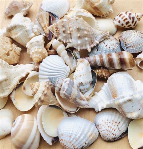 Beach Shells