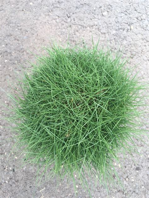 Your article on zoysia grass was also nice to read, but i wish to respond to it. Zoysia Tenuifolia - No Mow Lawn - Westlake Nursery