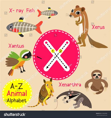 Cute Children Zoo Alphabet X Letter Stock Vector Royalty Free 491882980