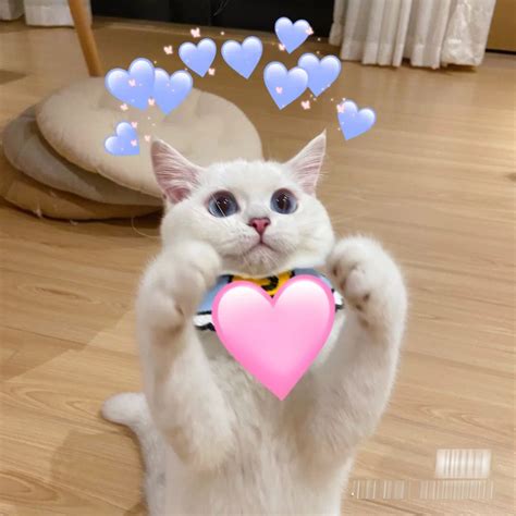 Xem Ngay 10000 Cute Hình ảnh 2 Con Mèo ôm Nhau đáng Yêu Và Lãng Mạn
