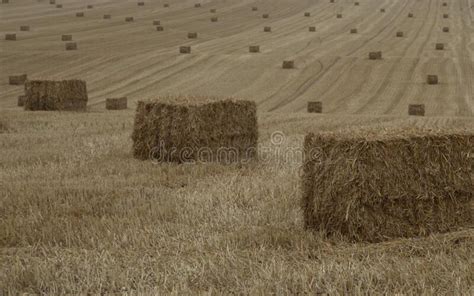 Bale Of Hay At Harvest Time On An Agricultural Farm Stock Photo Image
