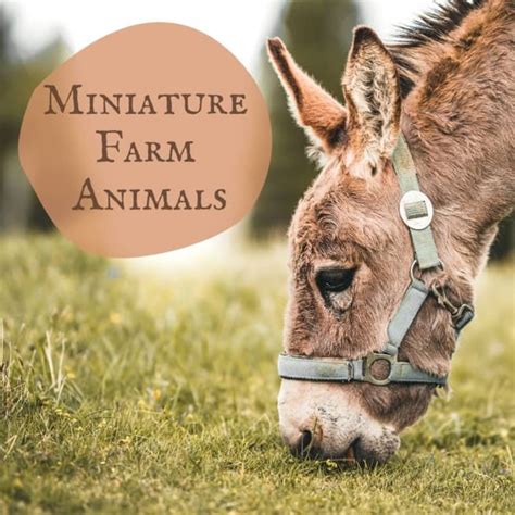 Miniature Farm Animals A Guide To Miniature Or Small Livestock