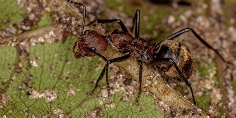 Identifying And Controlling Different Fl Ant Types Port St Lucie