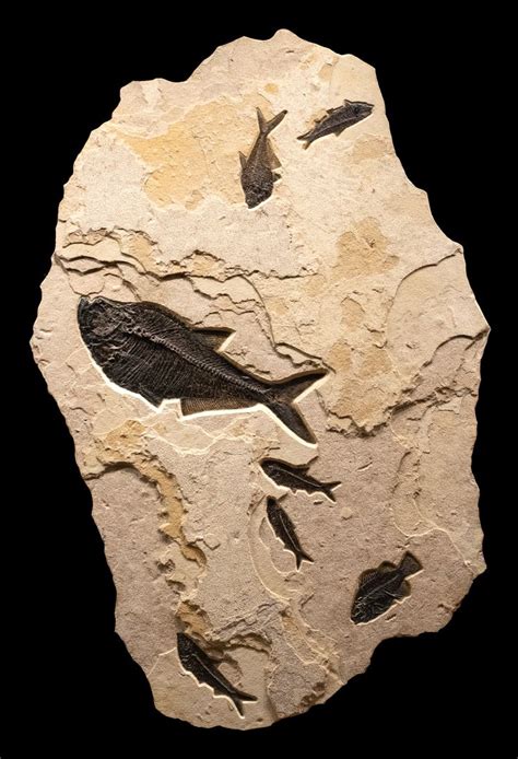 50 Million Year Old Fossil Mural In Lime Stone Fossil Art