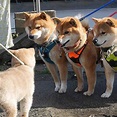 卡在洞裡好可愛！特別飛到日本只為島原三柴犬＠神選寵物｜PChome 個人新聞台