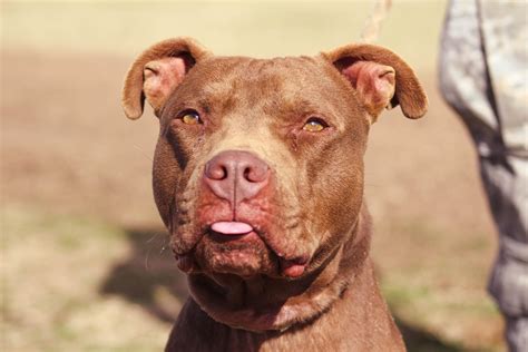 Dog For Adoption Sandman A Pit Bull Terrier In