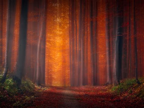 Autumn Forest Wallpaper 4k Pathway Fallen Leaves Sunset Landscape