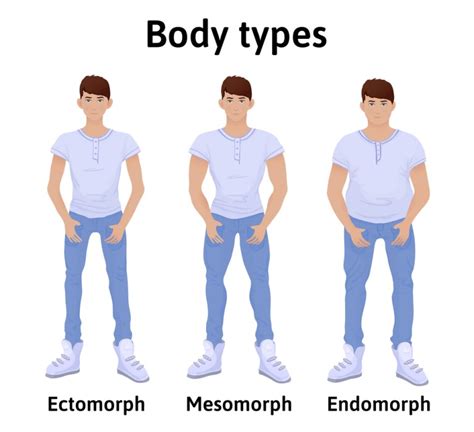Constitution Of Human Body Man Body Types Endomorph Ectomorph And