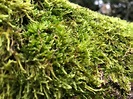 7 interesting things about moss | Kew