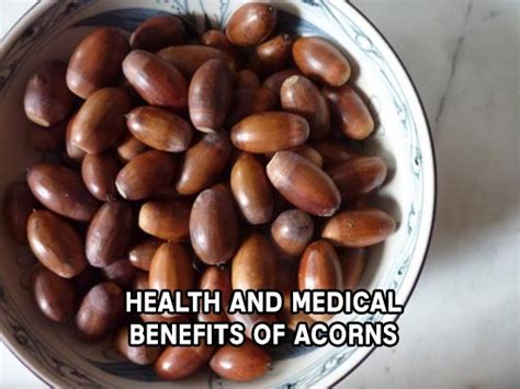 Health And Medical Benefits Of Acorns Shtf Prepping And Homesteading