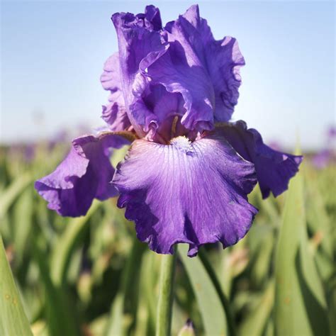 Purple Reblooming Bearded Iris His Royal Highness Rhizomes For Sale