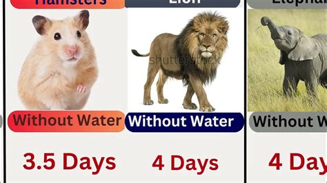 How Long Animals Can Live Without Water Lifespans Of Animals Lowest