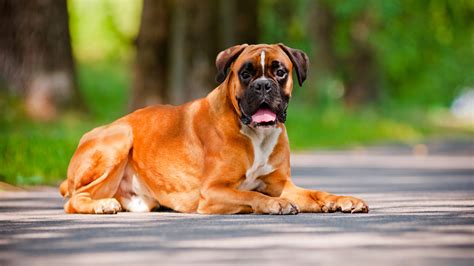 Boxer Dog Breed Information Complete Guide Dog Is World