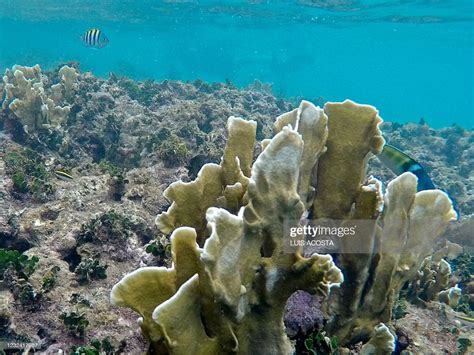 Fish Swim By A Coral Reef In Portobelo Colon Province Panama On