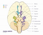 Muscles Innervated by Cranial Nerves - Neurology - Medbullets Step 1