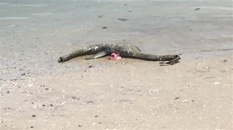 Carcass Of Strange Sea Creature Washes Up On Georgia Beach Kiro 7