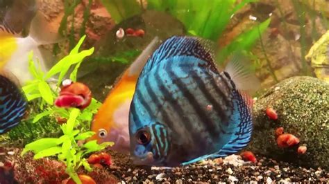 Discus And Angelfish Tank Dinner Time Youtube