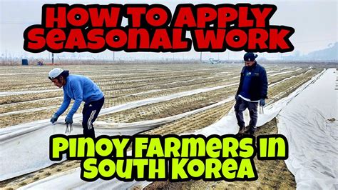 South Korea Seasonal Workers Filipino Farmers In South Korea Onion