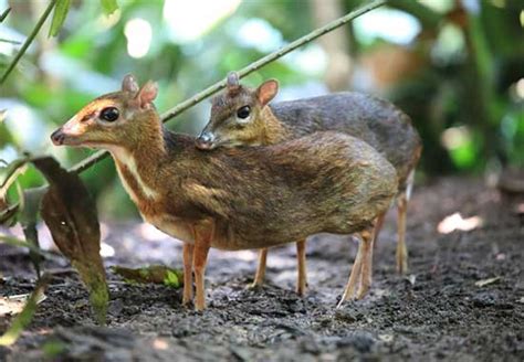 Mouse Deer Chevrotains Facts And Sightings Fantastic Wildlife