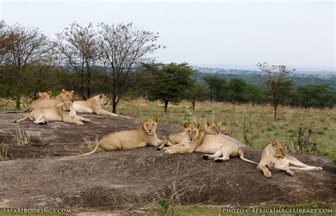 Serengeti Np Wildlife Photos Images And Pictures