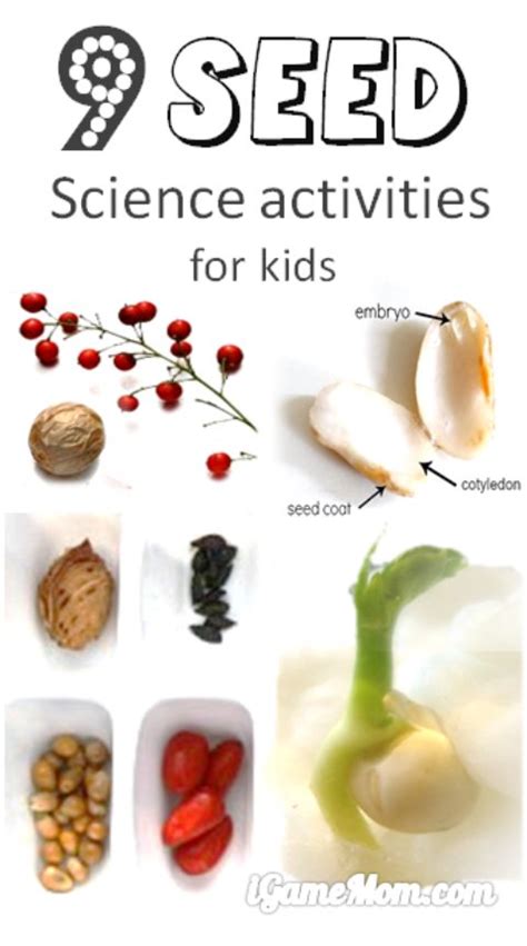 9 Seed Science Activities For Kids