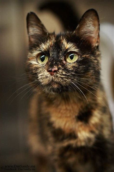 92 Best Tortie Cats Images On Pinterest Calico Cats Cute Kittens And