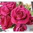 Hot Pink Spray Roses  Bunch Of 100 Stems Toronto Bulk Flowers