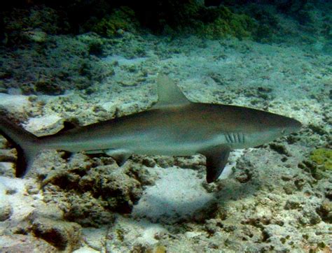Galapagos Shark Wikipedia