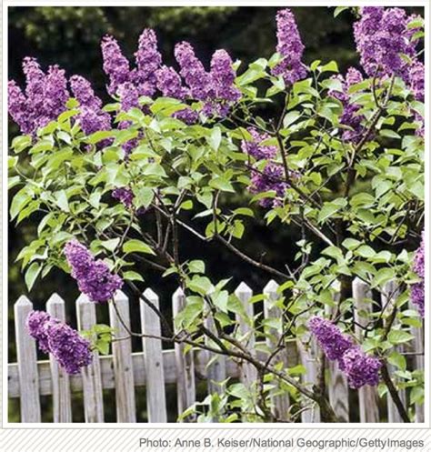 How To Prune Lilac Bushes Lilac Bushes Plants Prune Lilac Bush