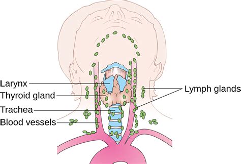 Submandibular triangle (level 1) biopsy: File:Diagram showing the position of the lymph nodes in ...