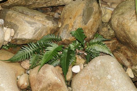 Blechnum Occidentale Ferns And Lycophytes Of The World