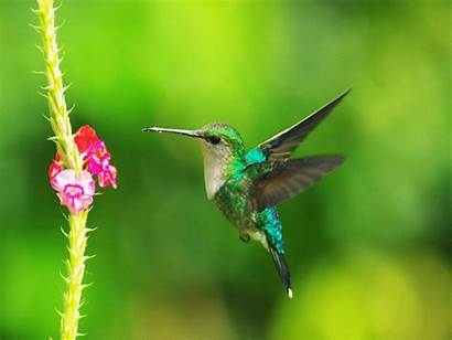 Colibri Hummingbird Animated Hummingbirds Bird
