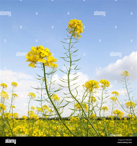 Flowers Of Yellow Mustard Seed In Field Of Sinapis Alba With Blue Sky