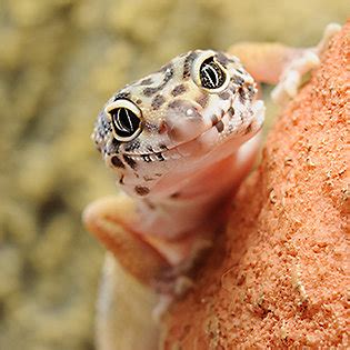 While it's easier to minimize the risk of your kitty eating or touching lizards by simply keeping her indoors, lizards sometimes find their way inside. Cool Reptiles: 7 Best Pet Lizards & Snakes | PetSmart