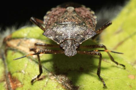 What To Know About The Stink Bugs Invading Ct This Season
