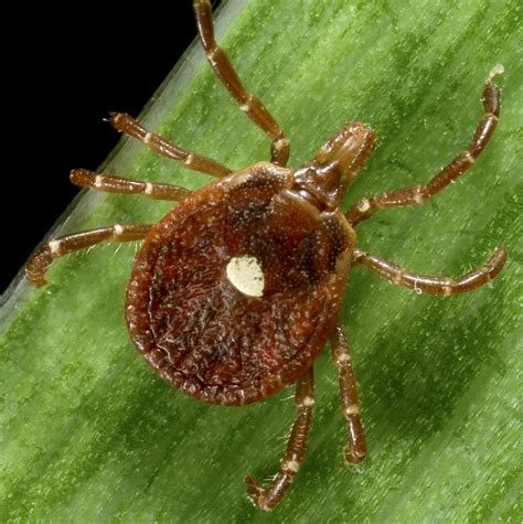 Ticks That Can Make People Severely Allergic To Meat Are Spreading In