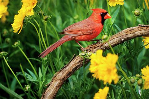 Northern Cardinal Cardinalis Cardinalis Photograph By Richard And