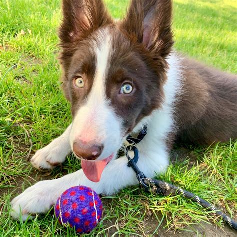 Border Collie For Sale In Richmond County 3 Petzlover
