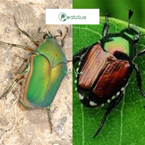 June Bug Vs Japanese Beetle Similarities And Differences Pestclue