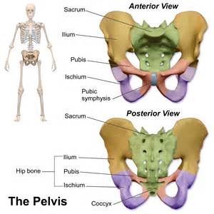 Between each one of the vertebra is an intervertebral disk, or band of cartilage serving as a. Pelvic bones