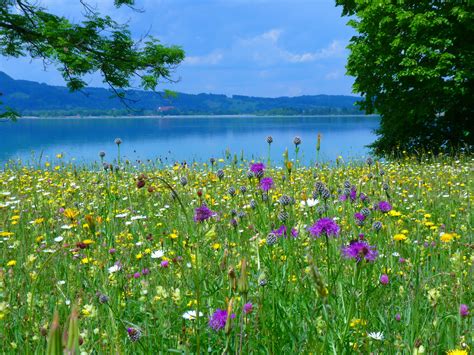 Laeacco Wild Flowers Field Riverside Landscape Photography Backgrounds