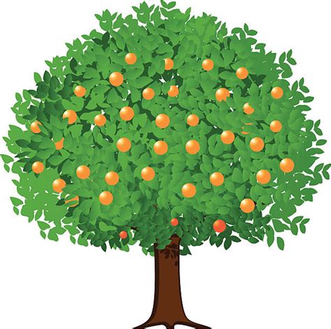 Orange Tree Illustrations Royalty Free Vector Graphics And Clip Art Istock