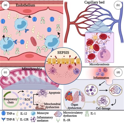 inflammatory mediators of cytokines and chemokines in sepsis from bench to bedside zuleyha