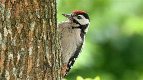 Juvenile Great Spotted Woodpecker Birdforum